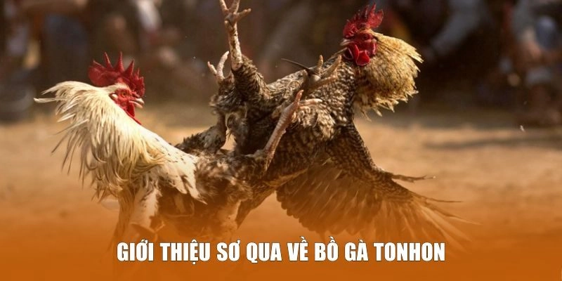 Bồ Gà Tonhon - Đỉnh Cao Đá Gà Cam Phát Trực Tiếp Alo789 1 Giới thiệu sơ qua về Bồ Gà Tonhon
