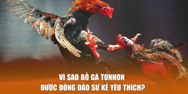 Bồ Gà Tonhon - Đỉnh Cao Đá Gà Cam Phát Trực Tiếp Alo789 2 Lí do Bồ Gà Tonhon được đông đảo sư kê yêu thích